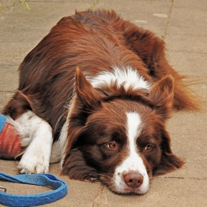 Molesey Vets’ Team Discuss Pet Seizures and What to Do
