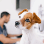 Understanding Lumps on Dogs, From our Vets in Teddington