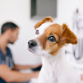 Understanding Lumps on Dogs, From our Vets in Teddington