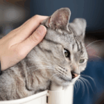 Claygate Vets’ Team on Common Types of Lumps in Cats