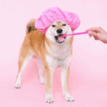 Fun Tips for Easy Pet Dental Care from Molesey Vets