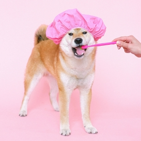 Fun Tips for Easy Pet Dental Care from Molesey Vets