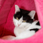 How to Build Your Cat a Fort and Why