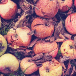 Summer/Autumn Rotting Apple Risks for Pets in Greater London
