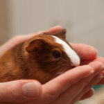 Claygate Vets Shares Why Guinea Pigs Make Great Pets