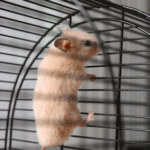How to Help Your Small Pet After a Fall