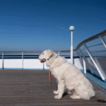 Travelling to Northern Ireland? How to Apply for Your Pet Travel Document (PTD)
