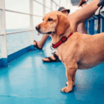 Simplified Pet Travel to Northern Ireland from June 2025