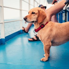 Simplified Pet Travel to Northern Ireland from June 2025