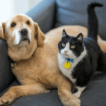 Advice From Claygate Vets on Supporting Senior Pets