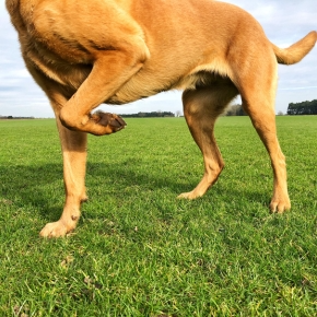 Recognising and Managing Acute Pain in Pets