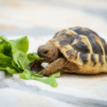 Want a Pet Reptile? Read Darren’s Advice First