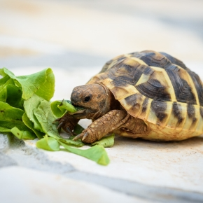 Want a Pet Reptile? Read Darren’s Advice First