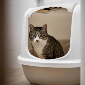 Darren Partridge Shares How to Spot Urinary Issues in Cats