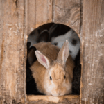 Rabbit and Guinea Pig Autumn Advice: When to Bring indoors
