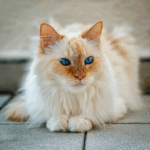 Preventable Causes of Heart Disease in Cats
