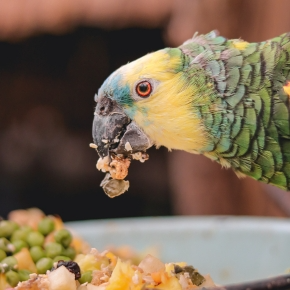 Our Vets in East Molesey share the Best Diet for Pet Birds