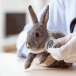 Vet Darren Partridge Shares Tips to Keep a Rabbit’s Heart Healthy