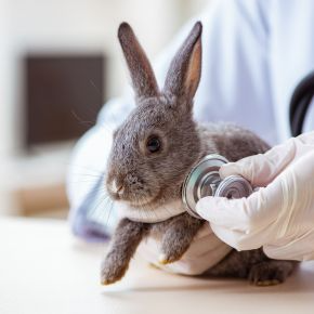 Vet Darren Partridge Shares Tips to Keep a Rabbit’s Heart Healthy