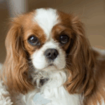 Vet Darren Partridge: Preventing Dogs from Getting Heart Disease