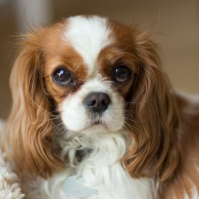 Vet Darren Partridge: Preventing Dogs from Getting Heart Disease