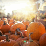 Autumn Treats for Small Pets from Claygate Vets
