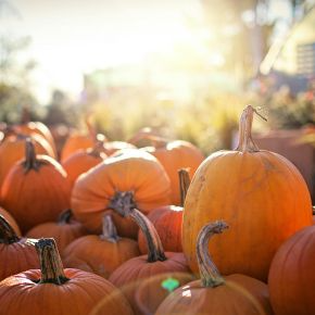 Autumn Treats for Small Pets from Claygate Vets