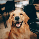 Dog Fitness: Help Prevent Diabetes & Heart Disease