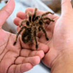 Exotics Enthusiast Darren Partridge on Beginner-Friendly Pet Tarantulas