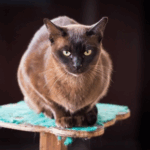The Diabetes Dilemma: Keeping Our Pets Healthy and Happy