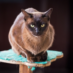The Diabetes Dilemma: Keeping Our Pets Healthy and Happy
