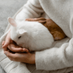 Claygate Vets’ Vets on Preparing Small Pets for Winter