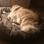 Caring for Senior Pets in Claygate During Winter
