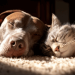 Gentle Ways to Keep Older Pets Active and Healthy
