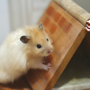Molesey Vets’ 5 Must-Have Hamster Accessories