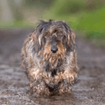 What Is Alabama Rot? Our Vets at Alpha Vets Explain