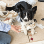 Can Dogs Get the Winter Blues? Our Vets in Teddington Explain
