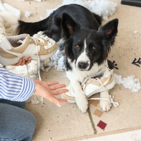 Can Dogs Get the Winter Blues? Our Vets in Teddington Explain