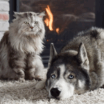 Keeping Pets Safe in Winter with Our Team at Claygate Vets