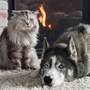 Keeping Pets Safe in Winter with Our Team at Claygate Vets