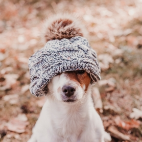 Cold-Weather Care: Your Winter Pet Welfare Guide