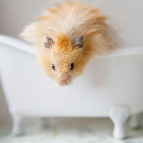 A Guide to Sand Baths for Small Furry Pets