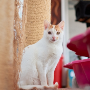 A Guide to Choosing a Cattery in Teddington
