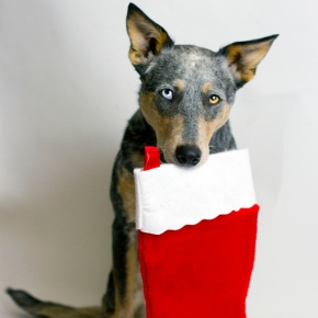 Christmas Pet Gifts on a Budget: Ideas from Molesey Vets