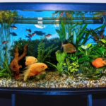 Vet-Approved Ideas for Happier, Healthier Fish