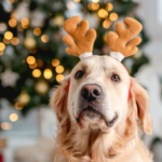Darren’s Naughty & Nice List for Pet-Friendly Festive Treats