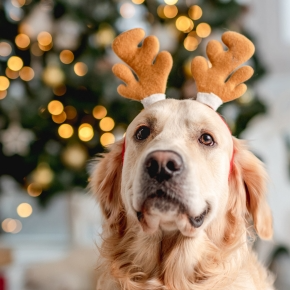 Darren’s Naughty & Nice List for Pet-Friendly Festive Treats