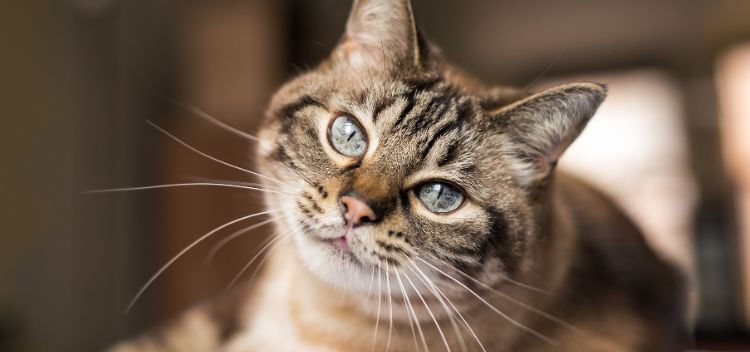 Providing care for your cat