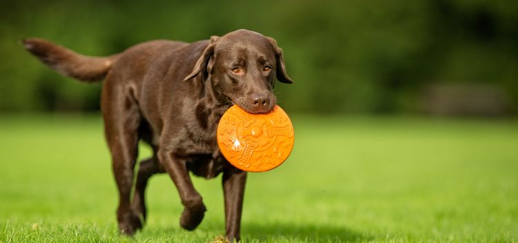 Providing care for your dog