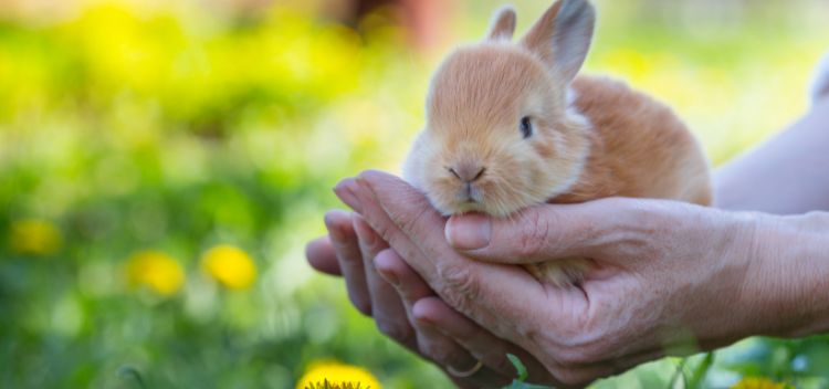 Providing care for your rabbit